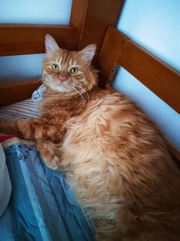 Cats and Dogs · 01