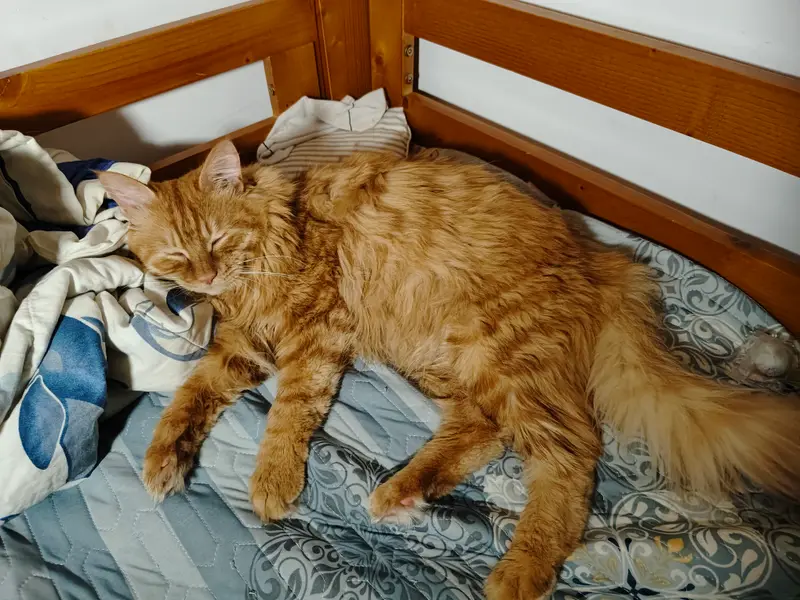 Cats and Dogs · 02