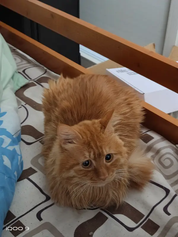 Cats and Dogs · 03