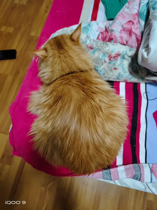 Cats and Dogs · 04