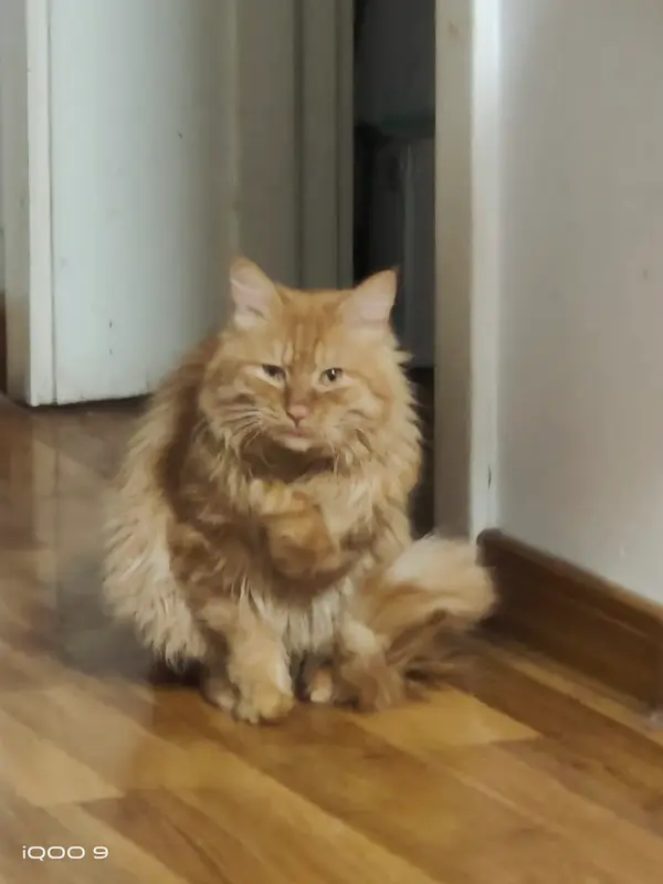 Cats and Dogs · 05