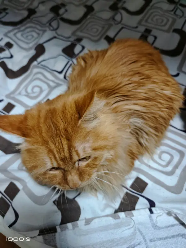 Cats and Dogs · 07