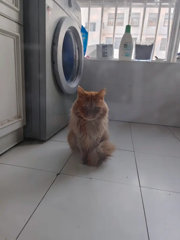 Cats and Dogs · 09