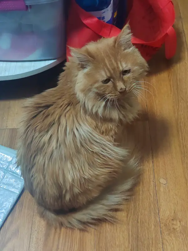 Cats and Dogs · 12