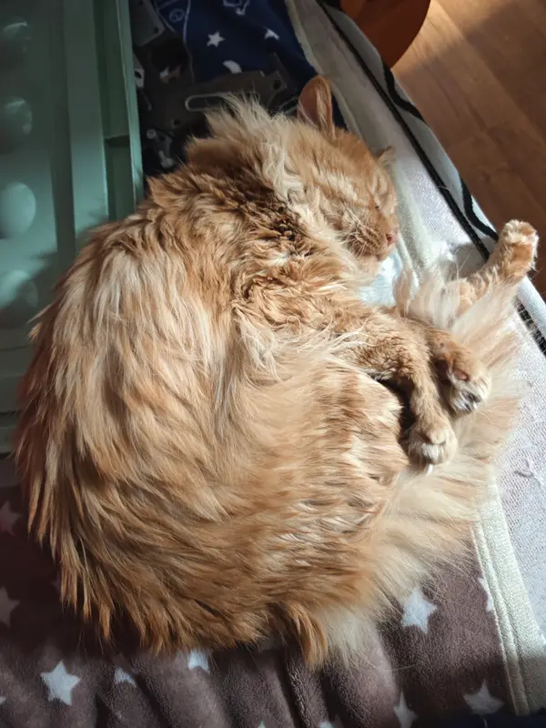 Cats and Dogs · 13