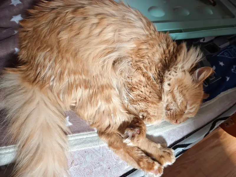 Cats and Dogs · 14