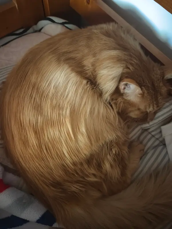 Cats and Dogs · 15