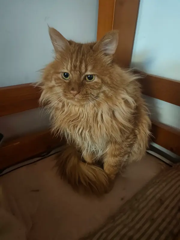 Cats and Dogs · 16
