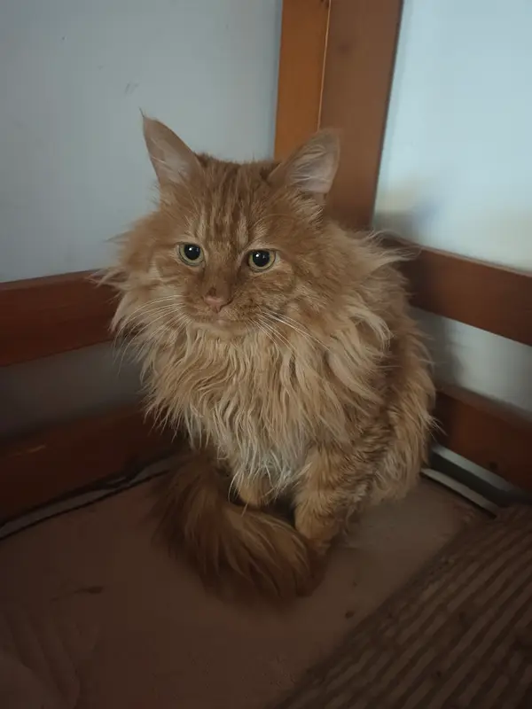 Cats and Dogs · 17