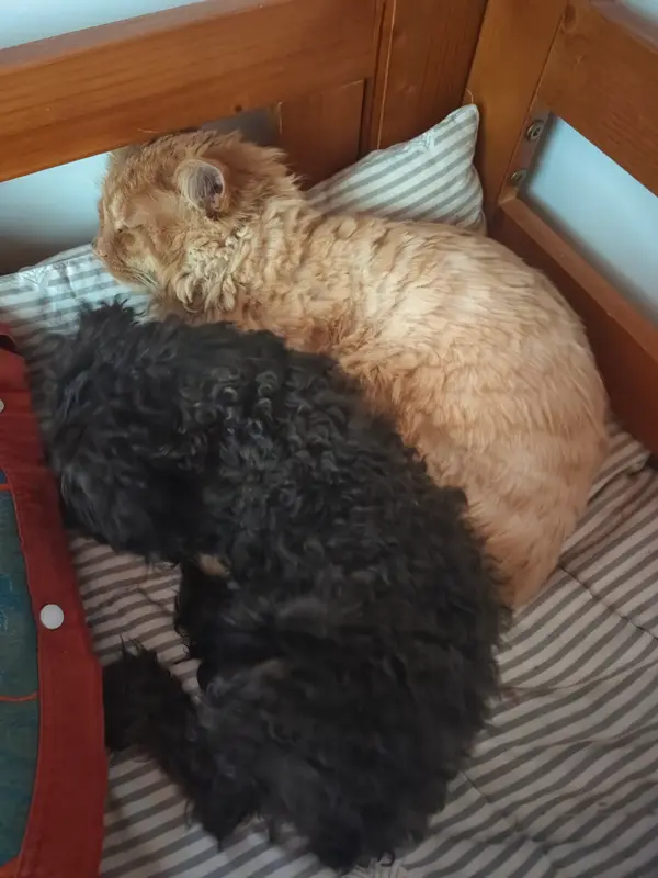 Cats and Dogs · 19
