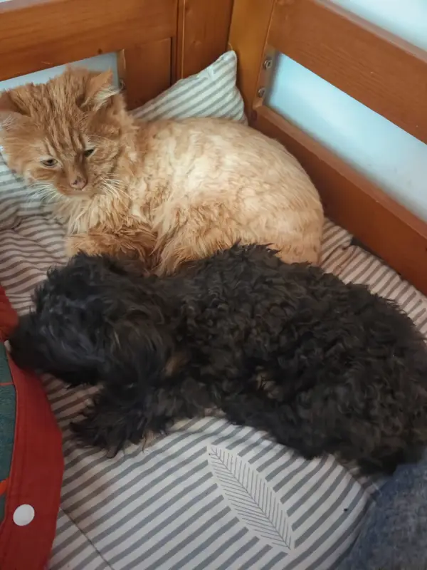 Cats and Dogs · 20