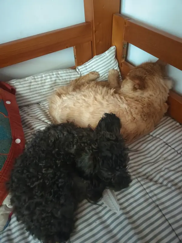Cats and Dogs · 21