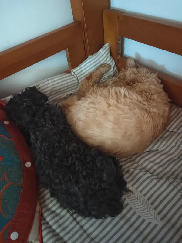 Cats and Dogs · 22