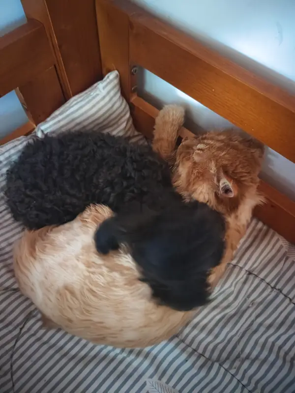 Cats and Dogs · 23