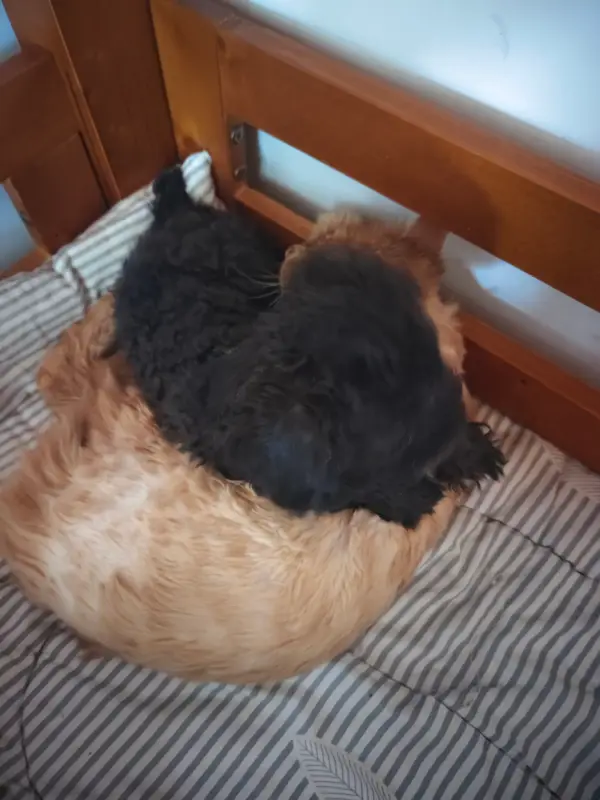 Cats and Dogs · 24
