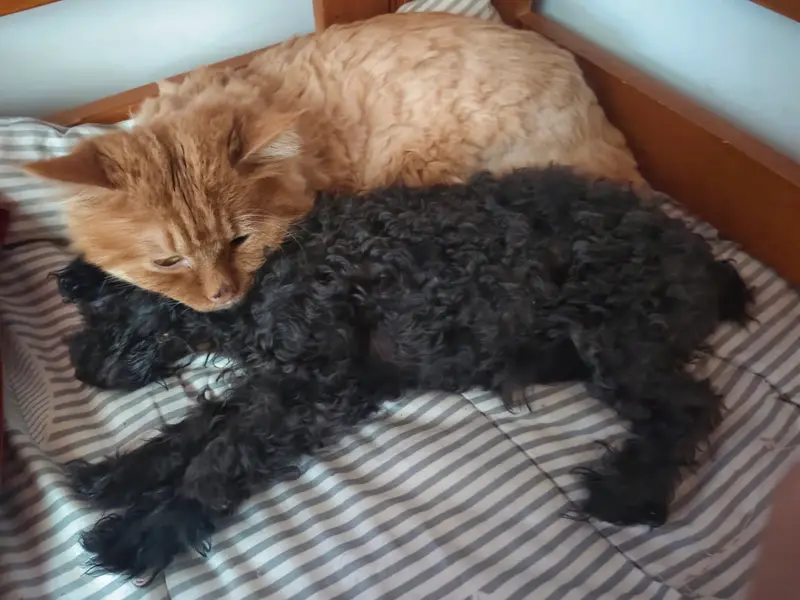 Cats and Dogs · 25