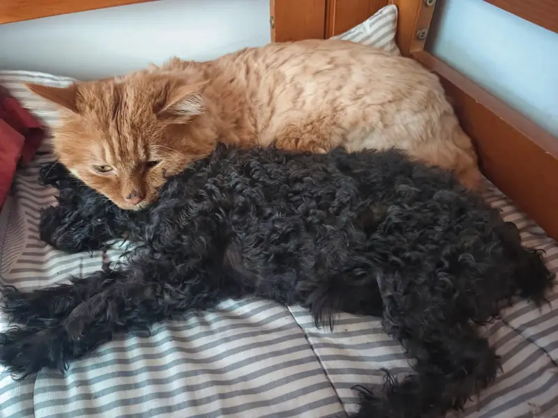 Cats and Dogs · 26