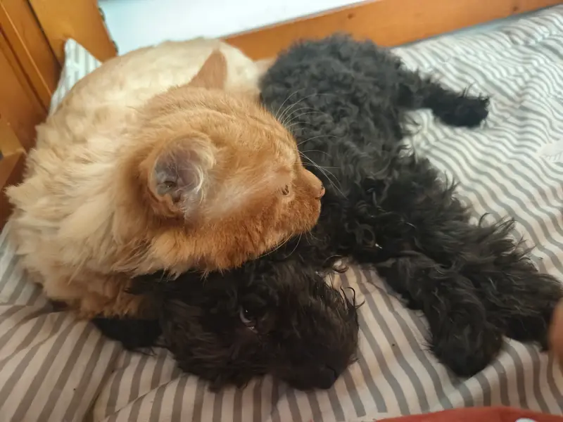 Cats and Dogs · 27