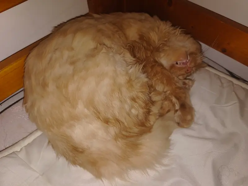 Cats and Dogs · 28