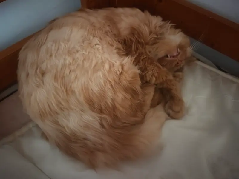 Cats and Dogs · 29