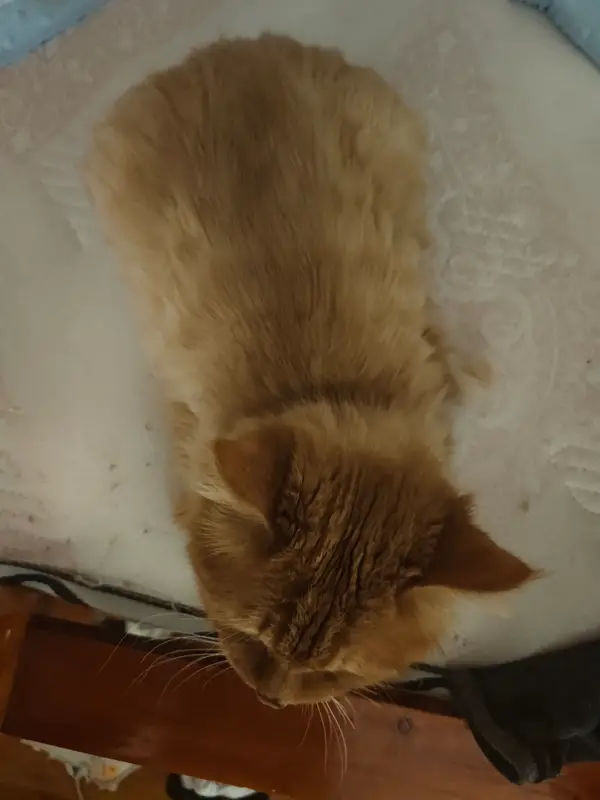Cats and Dogs · 30
