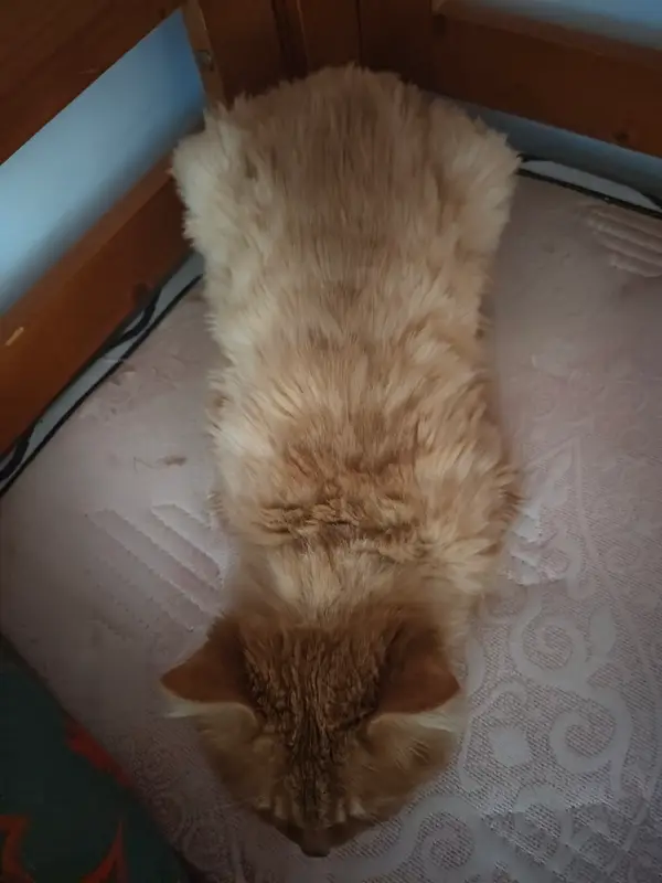 Cats and Dogs · 31