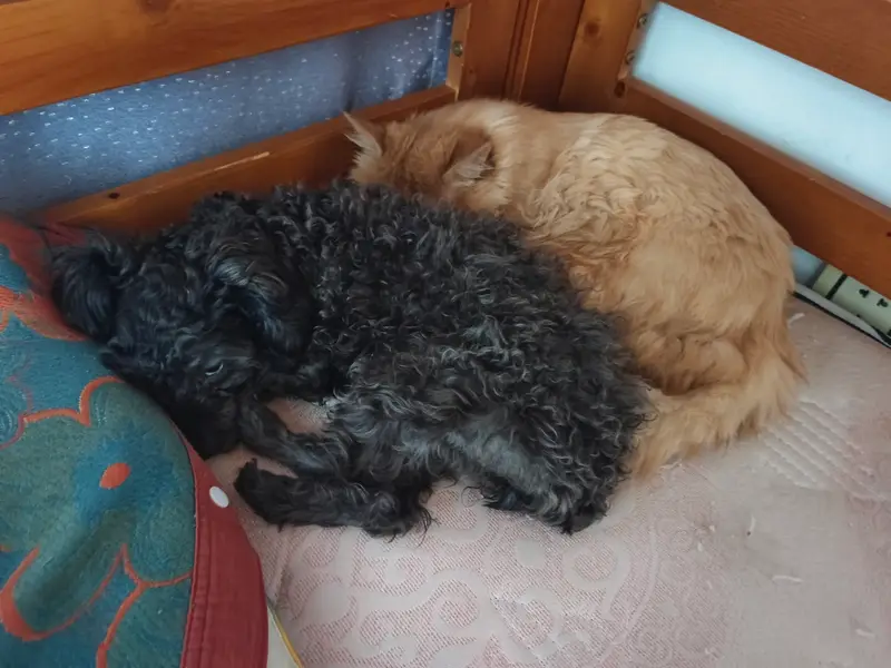 Cats and Dogs · 32