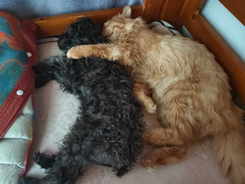 Cats and Dogs · 33