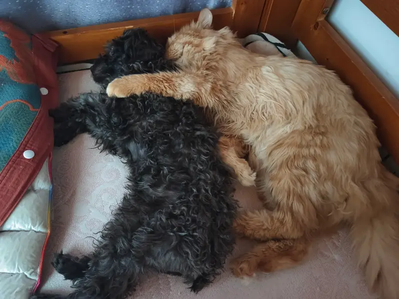 Cats and Dogs · 34