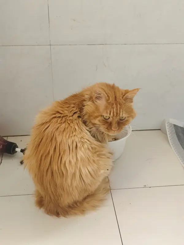 Cats and Dogs · 35