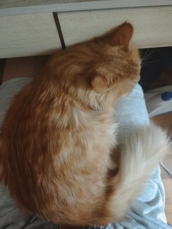Cats and Dogs · 37