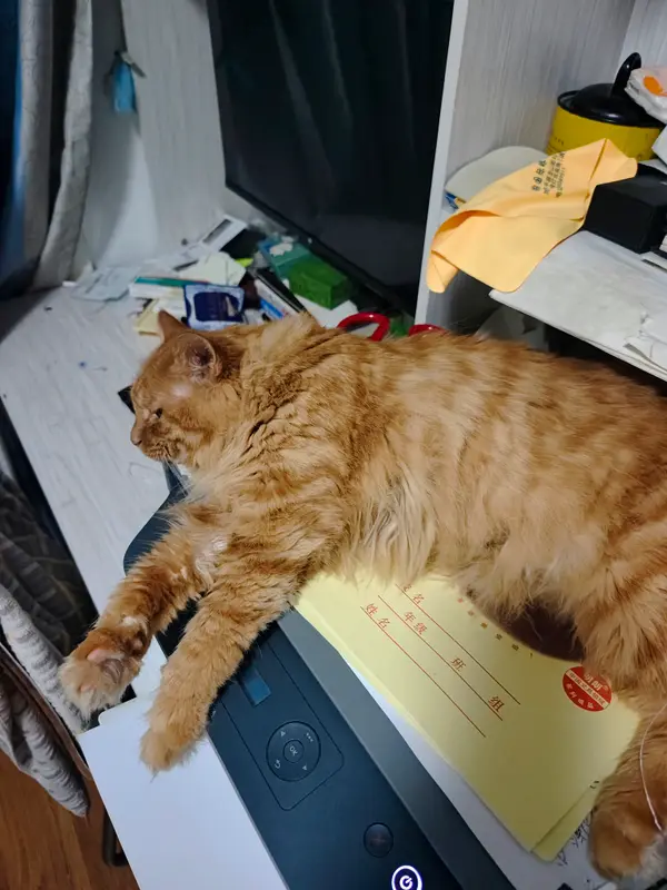Cats and Dogs · 40