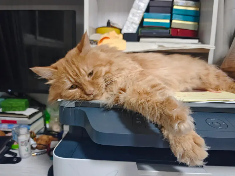 Cats and Dogs · 41