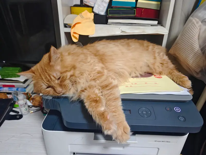 Cats and Dogs · 42
