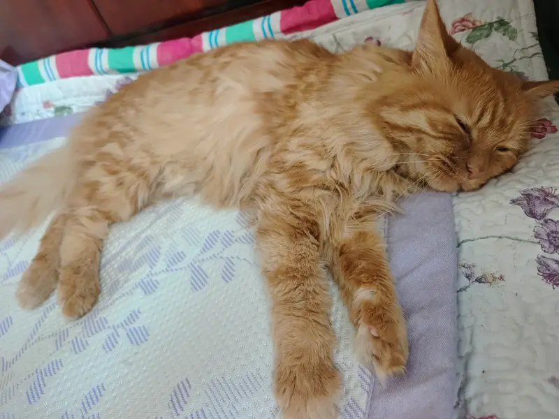 Cats and Dogs · 44