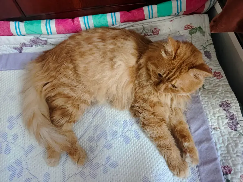 Cats and Dogs · 45