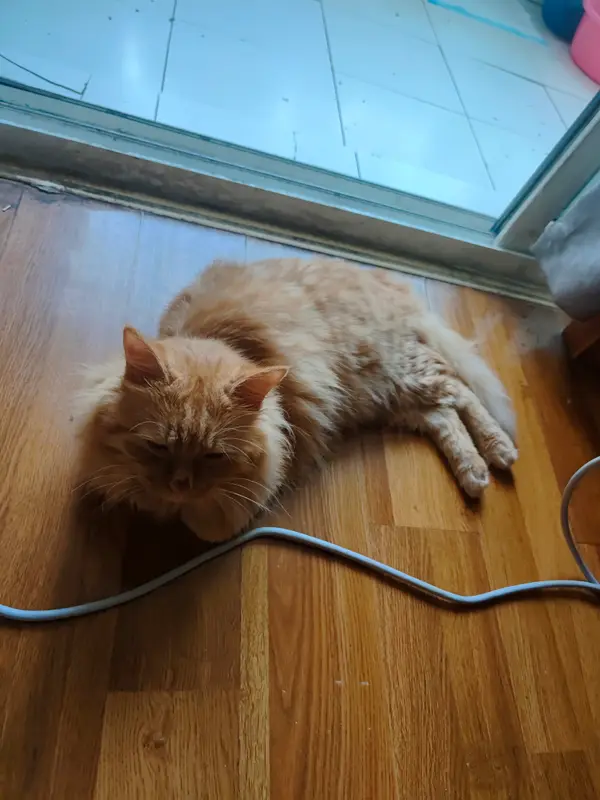 Cats and Dogs · 46