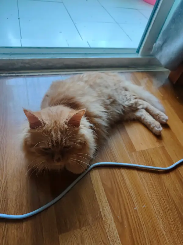 Cats and Dogs · 47