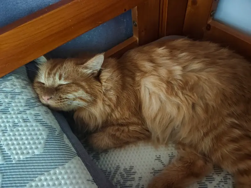 Cats and Dogs · 48