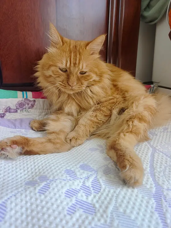 Cats and Dogs · 49