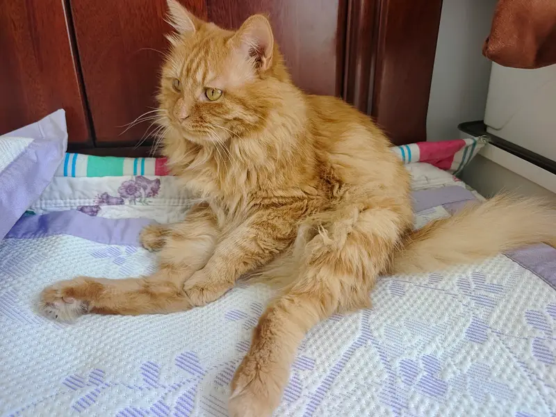 Cats and Dogs · 51