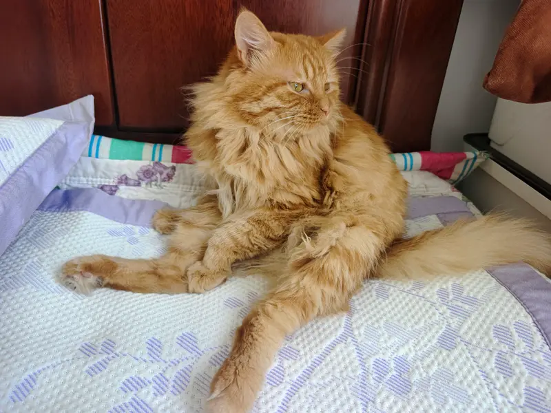 Cats and Dogs · 52