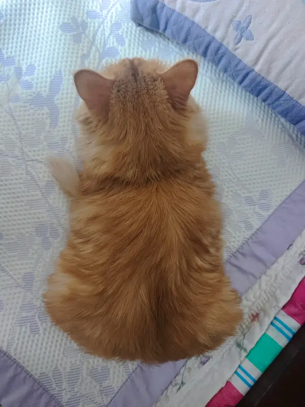 Cats and Dogs · 53