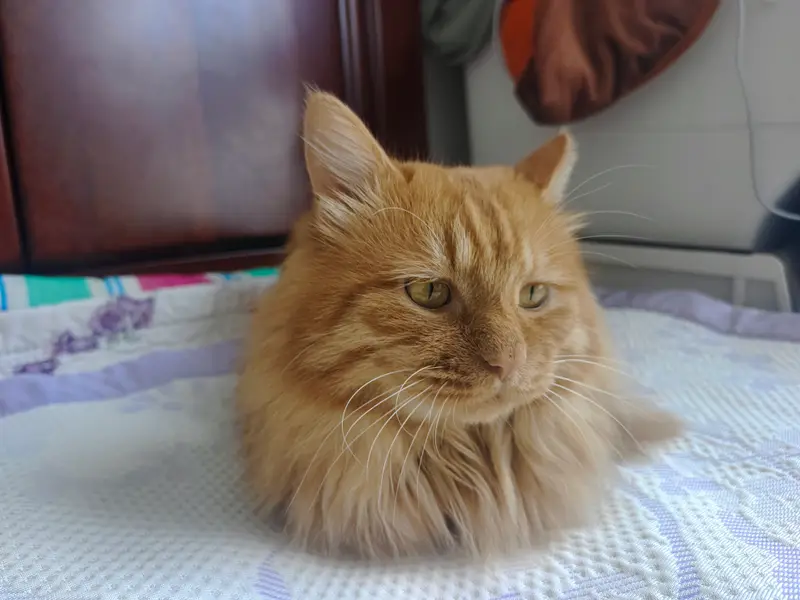 Cats and Dogs · 55