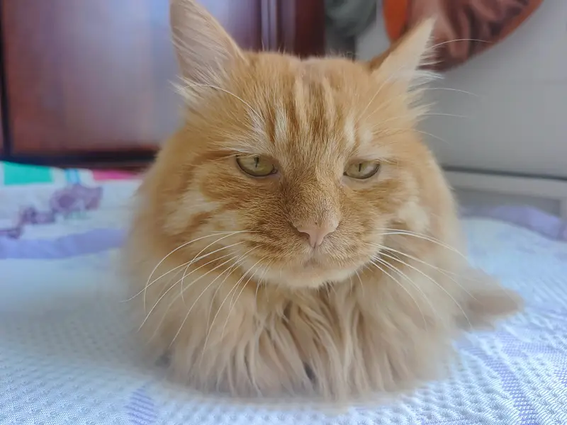 Cats and Dogs · 56