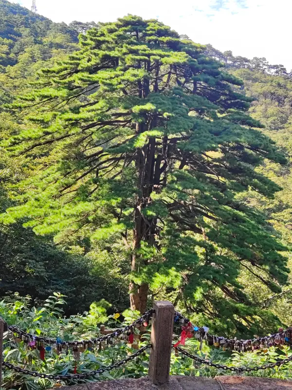 Huangshan · 08