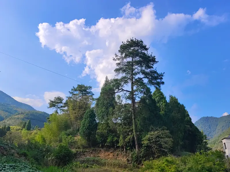 Mount Sanqing · 30